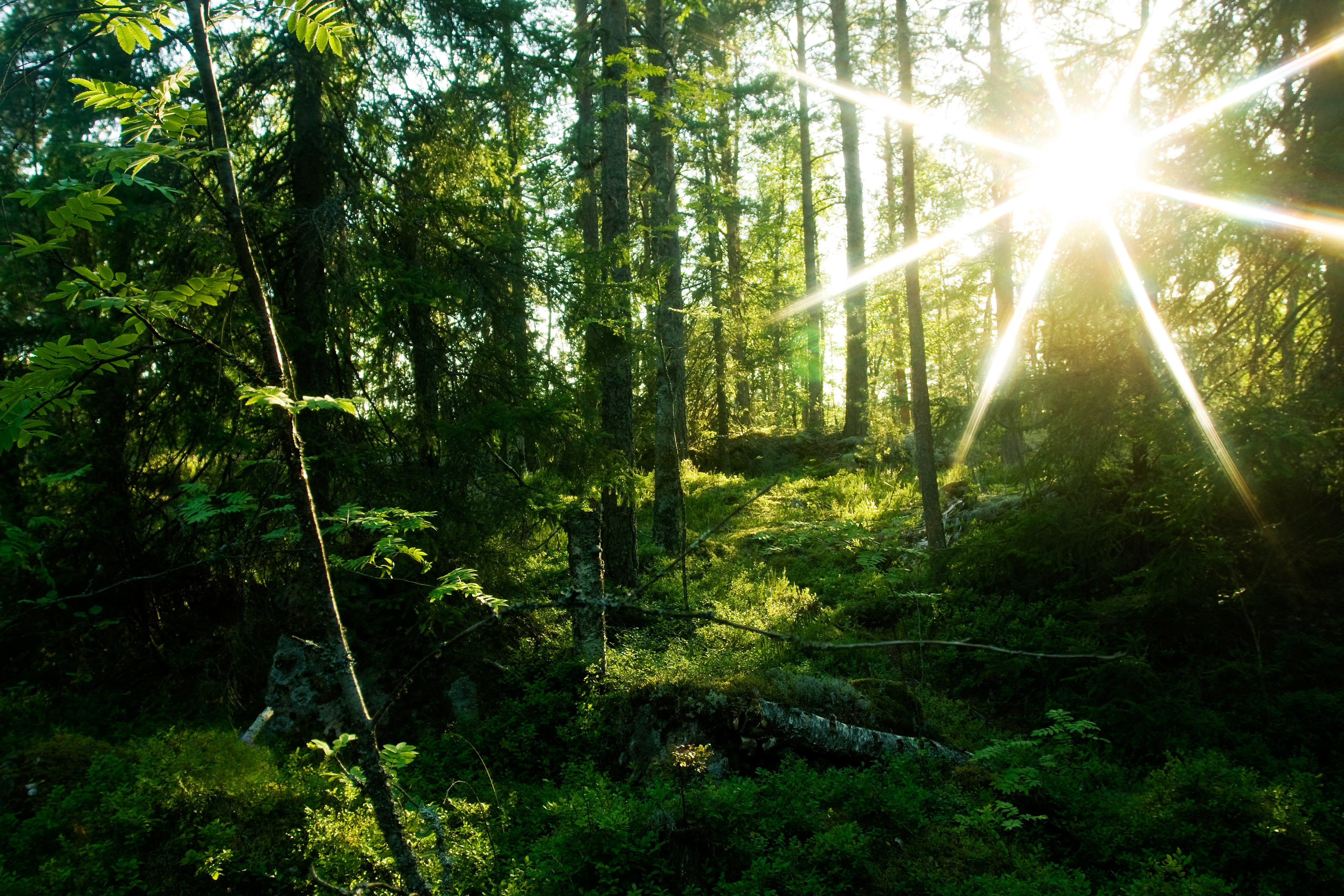 Metsä, jossa puiden välistä pilkistää aurinko.